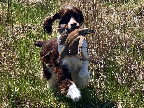 Lily With Chucker