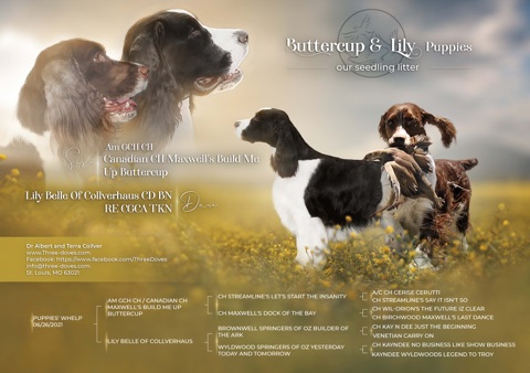 Buttercup & Lily Puppies