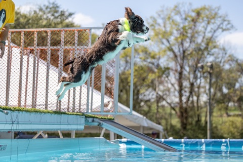 Blaze Dock Diving